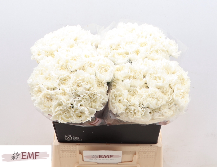 <h4>DI ST MONT BLANC</h4>