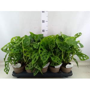 Monstera obliqua 'Leichtlinii'