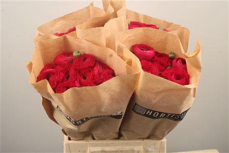 <h4>Ran Fr Su Ciclamino</h4>