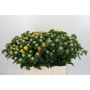 Carthamus Oranje