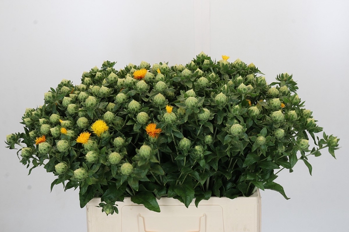 <h4>Carthamus Oranje</h4>