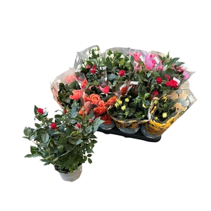 RO KORDANA GEM 5 SRT