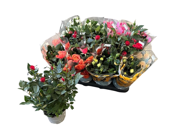 <h4>RO KORDANA GEM 5 SRT</h4>