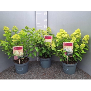 Hydrangea paniculata
