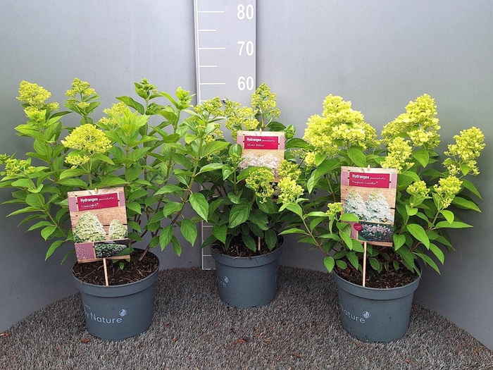 <h4>Hydrangea paniculata</h4>