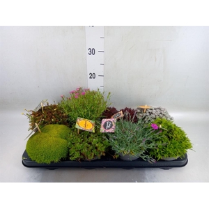 Rotsplanten   ...mix   [Rock plant]