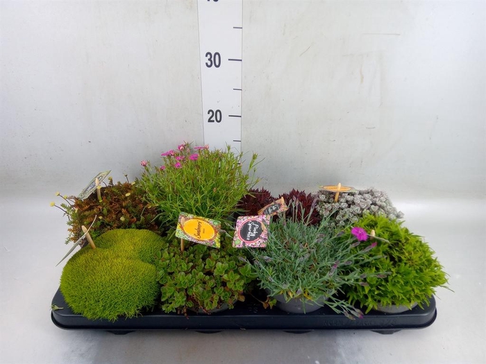 <h4>Rotsplanten   ...mix   [Rock plant]</h4>