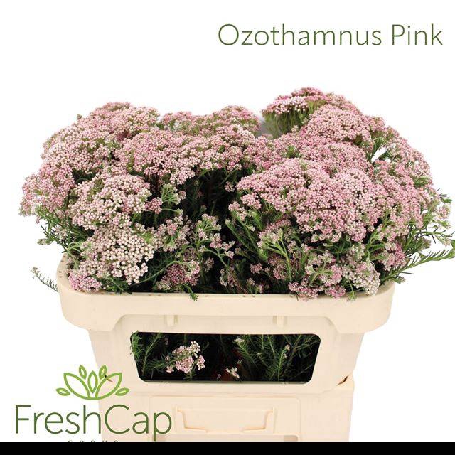 <h4>OZOTH COOKS TALL PIN</h4>
