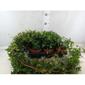 Hedera helix 'Shamrock'