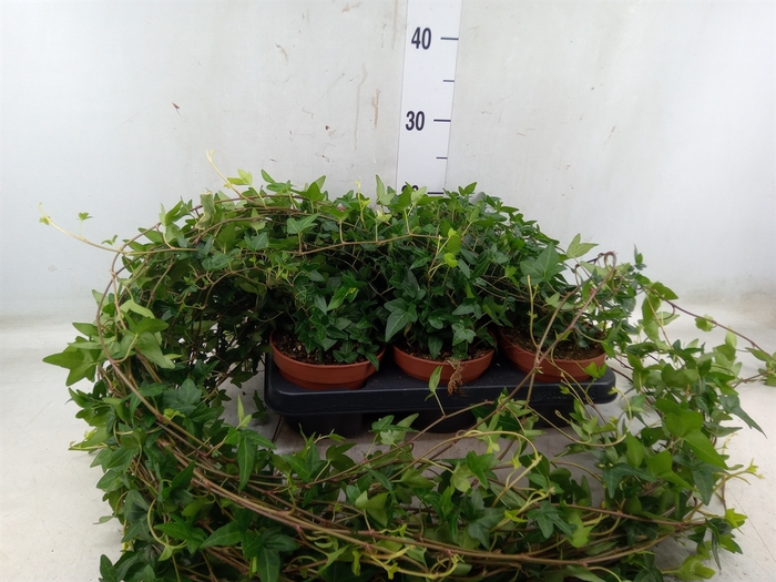 <h4>Hedera helix 'Shamrock'</h4>