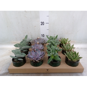 Succulents   ...mix 3