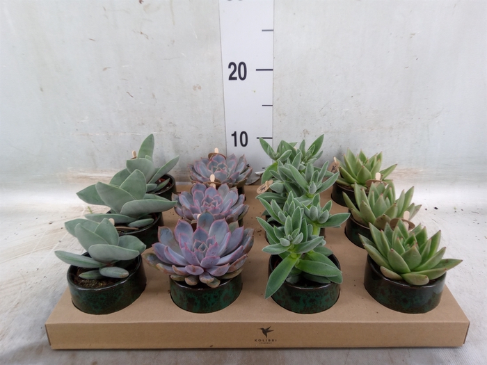 <h4>Succulents   ...mix 3</h4>