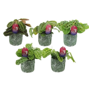 Maranta leuconeura overig