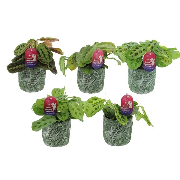 <h4>Maranta leuconeura overig</h4>