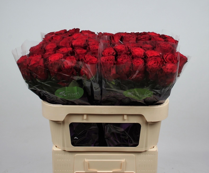 <h4>R GR RHODOS</h4>