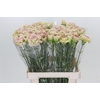 Dianthus St Lady Sheen