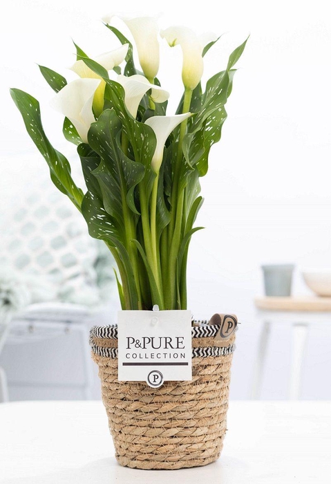 <h4>Zantedeschia white in P&PURE Basket 6</h4>