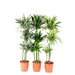 Dracaena mix 90-60-30 140cm