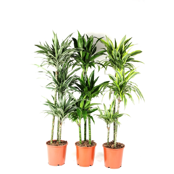 <h4>Dracaena mix 90-60-30 140cm</h4>