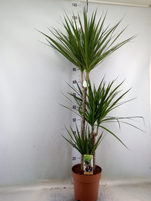 <h4>Dracaena marg.</h4>