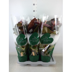 Anthurium andr. 'Delicata'