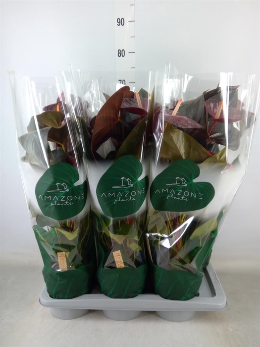 <h4>Anthurium andr. 'Delicata'</h4>