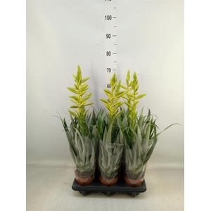 Tillandsia oerstediana