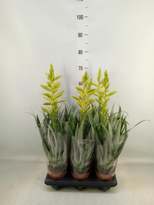 <h4>Tillandsia oerstediana</h4>