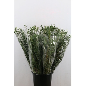 Euc Parvifolia P Bs