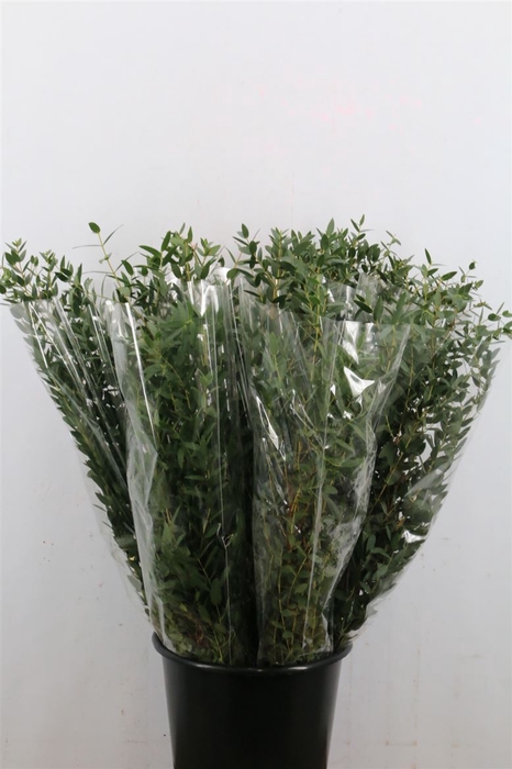 <h4>Euc Parvifolia P Bs</h4>