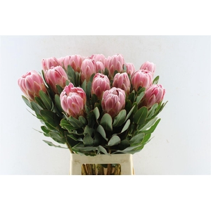 Protea Carnival