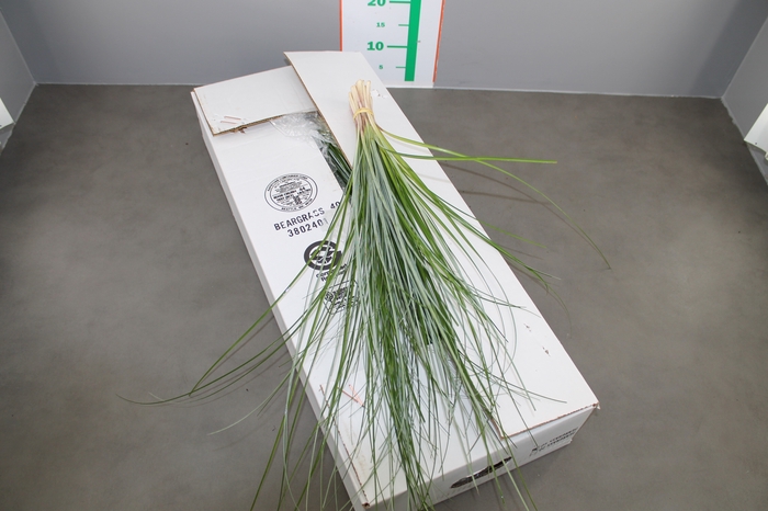 <h4>Beregras Bundled 8x5</h4>