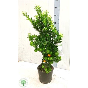 Citr Au Chinotto 8+