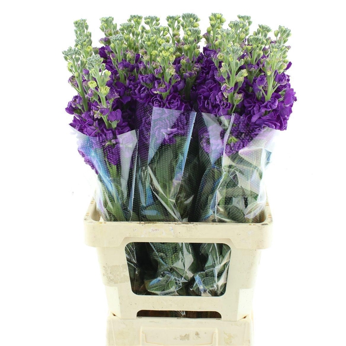 <h4>MATTH IRON PURPLE</h4>