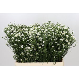 Aster Paquita