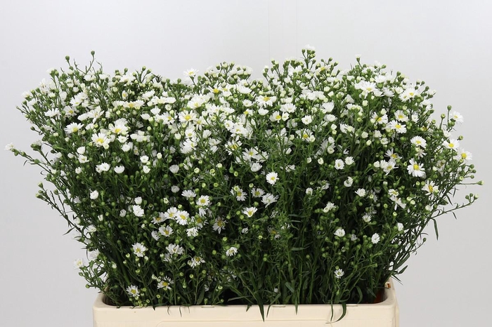 <h4>Aster Paquita</h4>