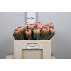 Protea Grandicolor