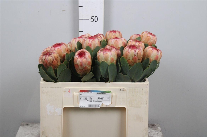 <h4>Protea Grandicolor</h4>