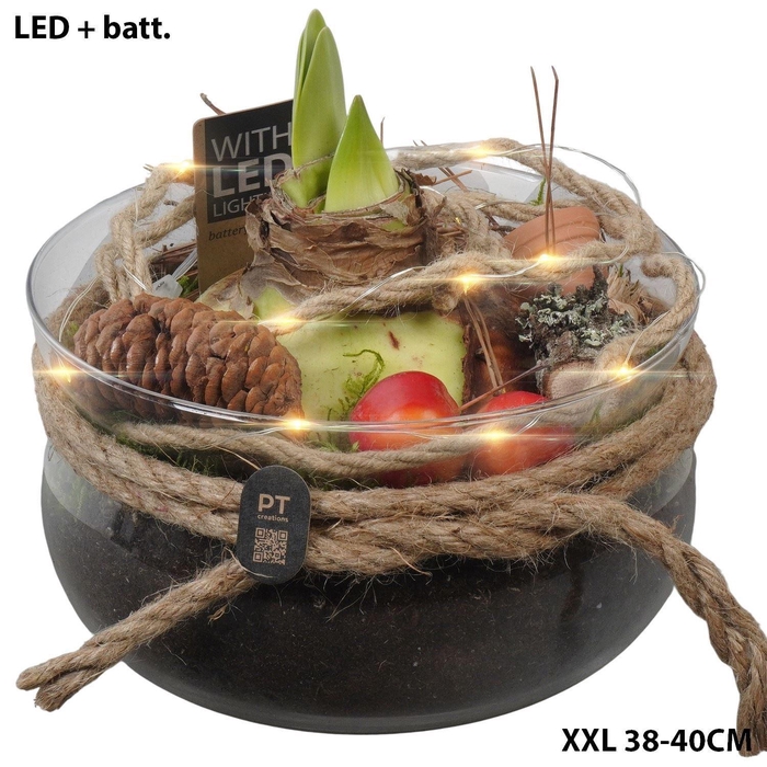 <h4>Arr.  Hippeastrum  H%</h4>