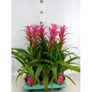 Guzmania  'Freya'