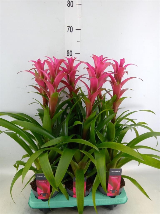 <h4>Guzmania  'Freya'</h4>