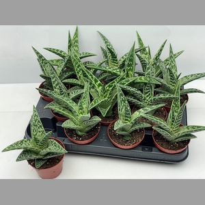 ALOE VARIEGATA