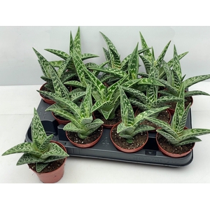 ALOE VARIEGATA