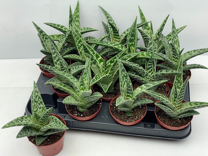 <h4>ALOE VARIEGATA</h4>