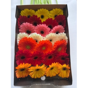 Gerbera Mix Doos