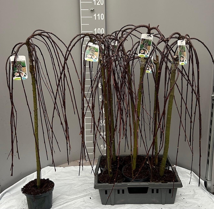 <h4>SALIX CAP KILMARNOCK</h4>