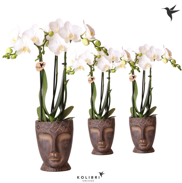 <h4>Kolibri Orchids Phalaenopsis white 3 spike in Totem Mask pot</h4>