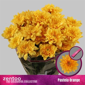 Chr T Pastela Orange