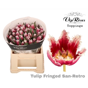 TU FR FRINGED SAN RETRO