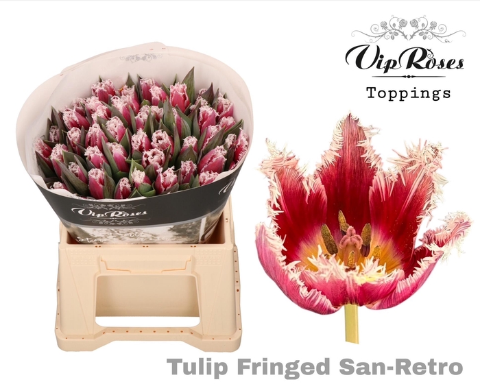 <h4>TU FR FRINGED SAN RETRO</h4>